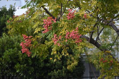 Alev sarısı yağmur ağacı (Koelreuteria henryi) meyve ve tohumlar. Sapindaceae yapraklı tropikal ağaç. Meyve, sonbaharda kırmızımsı-kahverengiye dönen ve tohumlar içeren bir kapsül. Tayvan 'a özgü türler.