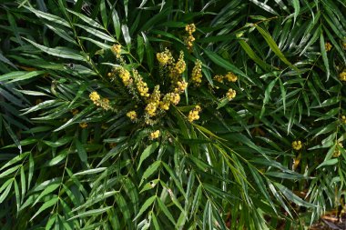 Çin mahonia (Berberis fortune) tomurcuklar ve çiçekler. Berberidaceae her zaman yeşil çalı. Sarı çiçekler sonbaharda yarışlarda açar. Kafiyeler tedavi edici..