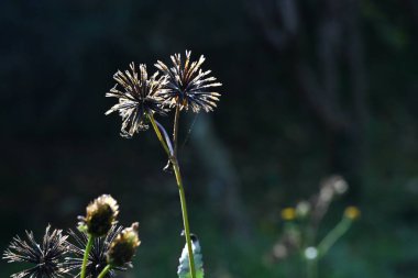 Kıllı dilenciler (Bidens pilosa) çiçekler ve tohumlar. Asteraceae yıllık bitkileri. Silindirik sarı çiçekler üretir, ve ashenler dikenli çekirdeklerdir..