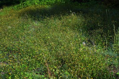 Kıllı dilenciler (Bidens pilosa) çiçekler ve tohumlar. Asteraceae yıllık bitkileri. Silindirik sarı çiçekler üretir, ve ashenler dikenli çekirdeklerdir..