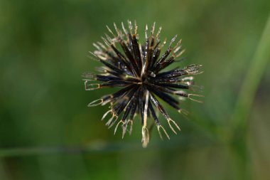 Kıllı dilenciler (Bidens pilosa) çiçekler ve tohumlar. Asteraceae yıllık bitkileri. Silindirik sarı çiçekler üretir, ve ashenler dikenli çekirdeklerdir..