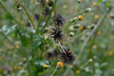 Kıllı dilenciler (Bidens pilosa) çiçekler ve tohumlar. Asteraceae yıllık bitkileri. Silindirik sarı çiçekler üretir, ve ashenler dikenli çekirdeklerdir..