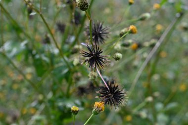 Hairy beggar-ticks (Bidens pilosa) flowers and seeds. Asteraceae annual plants. It produces cylindrical yellow flowers, and the achenes are prickly seeds with thorns at the tips. clipart