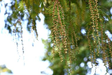 Metasequoia (Dawn Redwood) erkek infloresans. Cupressaceae yapraklı kozalaklı kozalaklı.