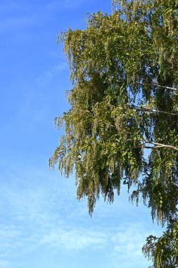 Metasequoia (Dawn Redwood) erkek infloresans. Cupressaceae yapraklı kozalaklı kozalaklı.