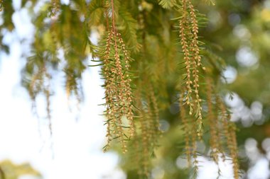 Metasequoia (Dawn Redwood) erkek infloresans. Cupressaceae yapraklı kozalaklı kozalaklı.