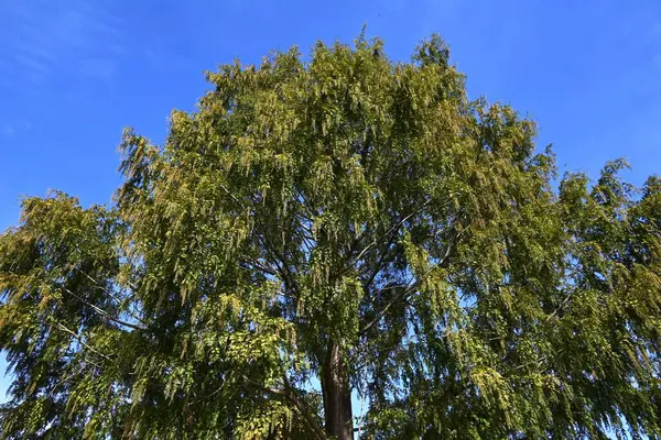 Metasequoia (Dawn Redwood) erkek infloresans. Cupressaceae yapraklı kozalaklı kozalaklı.