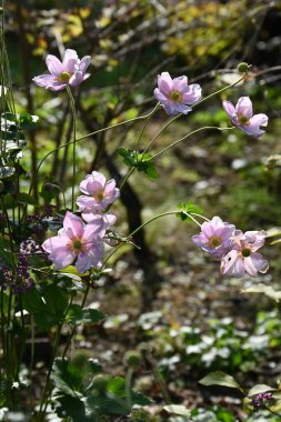 Japon şakayığı (Anemone hupehensis) çiçekleri. Ranuunculaceae daimi bitkileri. Sonbaharda uzun çiçek saplarında beyaz ya da pembe çiçekler açar..