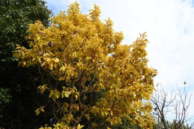 Quercus aliena 'Lutea' (Altın Daimyo meşesi) sarı yapraklar. Fagaceae yapraklı ağacı. Yaz yaprakları yeşildir ama genç bahar yaprakları ve sonbahar yaprakları altın sarısıdır..