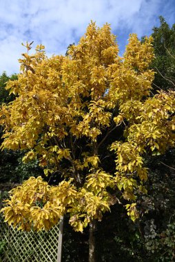 Quercus aliena 'Lutea' (Altın Daimyo meşesi) sarı yapraklar. Fagaceae yapraklı ağacı. Yaz yaprakları yeşildir ama genç bahar yaprakları ve sonbahar yaprakları altın sarısıdır..