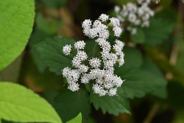 Beyaz yılan kökü (Ageratina altissima) çiçekleri. Asteraceae daimi zehirli bitkiler. Küçük silindirik çiçekler sonbaharda açar, ve çiçek açtıktan sonra, kabarık tohumlar uçar gider.