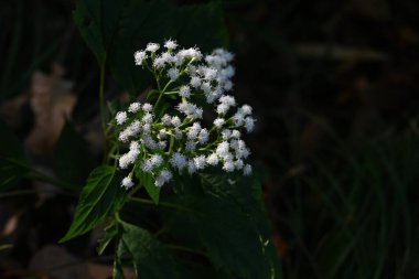 Beyaz yılan kökü (Ageratina altissima) çiçekleri. Asteraceae daimi zehirli bitkiler. Küçük silindirik çiçekler sonbaharda açar, ve çiçek açtıktan sonra, kabarık tohumlar uçar gider.