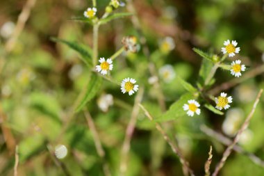 Kıllı galinsoga / Shaggy asker (Galinsoga quadriradiata) çiçekleri. Asteraceae yıllık bitkileri. Çiçekler beyaz ışınlar ve birçok sarı tüp çiçektir..