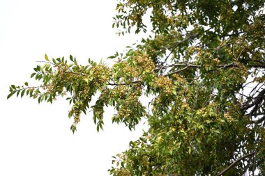 Dantel kabuğu karaağacı / Çin karaağacı (Ulmus parvifolia) meyveleri (Samara). Ulmaceae yapraklı ağaç. Eylül 'de çiçek açar, Kasım' da samara olgunlaşır..
