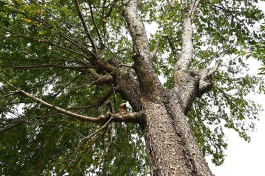 Dantel kabuğu karaağacı / Çin karaağacı (Ulmus parvifolia) meyveleri (Samara). Ulmaceae yapraklı ağaç. Eylül 'de çiçek açar, Kasım' da samara olgunlaşır..