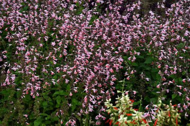  Salvia çiçekleri görkemli yapar. Lamiaceae bitkileri. Uzun dudak çiçekleri hazirandan kasım ayına kadar borular kalix 'ten çıkar. Dünyanın her yerinde farklı çiçek renklerine sahip çeşitlilikler var..