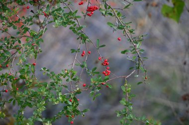 Pyracantha (Ateş Dikeni) böğürtlen. Rosaceae her zaman yeşildir. Yazın başında beyaz çiçekler açar ve sonbahardan kışa olgunlaşan böğürtlenler.