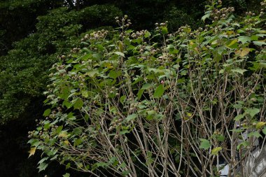Pamuk Rosemallow (Hibiscus mutabilis) meyveleri (Kapsüller). Malvaceae yaprak döken çalı. Çiçek açtıktan sonra kapsüller olgunlaşıp beş parçaya ayrılır ve tohumlar rüzgârla dağılır..