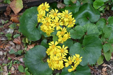 Japon gümüş yaprağı (Farfugium japonicum) çiçekleri. Asreraceae bitkileri her daim yeşildir. Sarı çiçekler erken açar. Genç minyonlar yenilebilir ve yapraklar tıbbi..