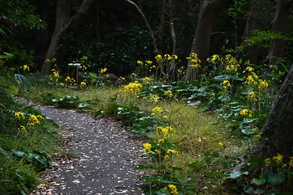 Japon gümüş yaprağı (Farfugium japonicum) çiçekleri. Asreraceae bitkileri her daim yeşildir. Sarı çiçekler erken açar. Genç minyonlar yenilebilir ve yapraklar tıbbi..