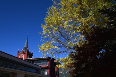 Sarı ginkgo yaprakları. Japon doğal güzelliğinin mevsimsel arka plan materyali.