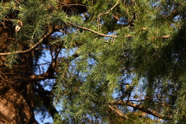 Himalaya sedir ağacı (Cedrus deodara). Havla, yapraklar ve koniler. Çam kozalakları daima yeşildir. Dünyanın en büyük üç parkından biri..