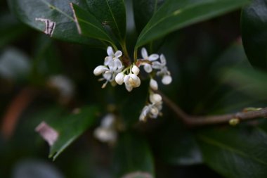 Çin-çoban püskülü (Osmanthus heterophyllus) çiçekleri. Oleaceae her zaman yeşildir. Kışın güzel kokulu beyaz çiçekler açar..