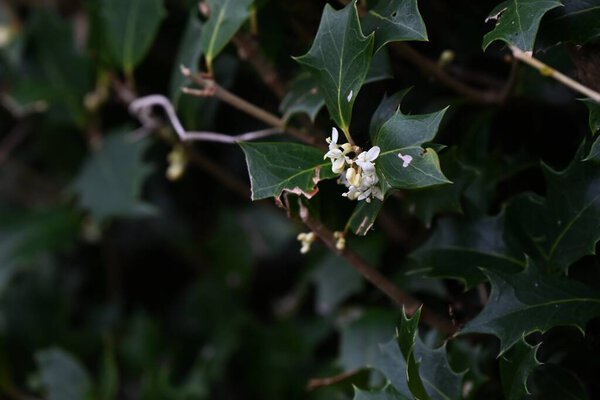 Chinese-holly ( Osmanthus heterophyllus ) flowers. Oleaceae evergreen tree. Blooms fragrant white flowers in winter.