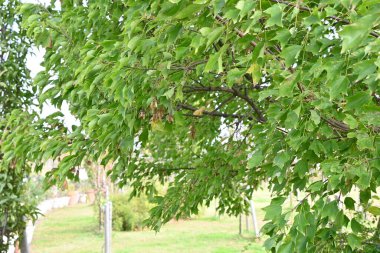 Üç çatallı akçaağaç (Acer buergerianum) meyveleri. Sapindaceae yapraklı ağaç. Çiçek açtıktan sonra, samara sonbaharda kahverengiye döner..