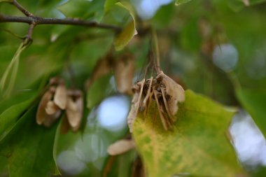Üç çatallı akçaağaç (Acer buergerianum) meyveleri. Sapindaceae yapraklı ağaç. Çiçek açtıktan sonra, samara sonbaharda kahverengiye döner..