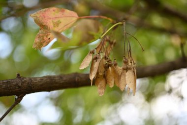 Üç çatallı akçaağaç (Acer buergerianum) meyveleri. Sapindaceae yapraklı ağaç. Çiçek açtıktan sonra, samara sonbaharda kahverengiye döner..