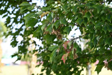 Üç çatallı akçaağaç (Acer buergerianum) meyveleri. Sapindaceae yapraklı ağaç. Çiçek açtıktan sonra, samara sonbaharda kahverengiye döner..