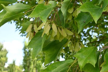 Üç çatallı akçaağaç (Acer buergerianum) meyveleri. Sapindaceae yapraklı ağaç. Çiçek açtıktan sonra, samara sonbaharda kahverengiye döner..
