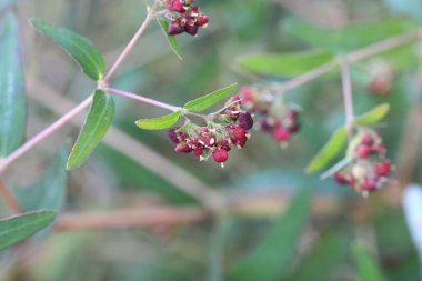 Euphorbia fındıkları (Euphorbia maculata) çiçekleri. Yıllık Euphorbiaceae zehirli bitkisi. Yazdan sonbahara kadar kabın içinde beyaz çiçekler belirir..