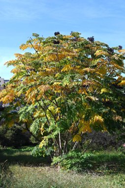 Aralia elata f.subinermis ağacının sarı yaprakları ve meyveleri. Araliaceae yaprak döken çalı. Bu ağacın Aralia elata ağacından daha az dikenleri var. Çiçekler yazın açar, böğürtlenler sonbaharda olgunlaşır.