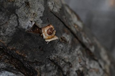 Shiitake mantarı ahşap kütükler kullanılarak ekildi. Shiitake mantarlarının yapay olarak yetiştirilmesi Shiitake mantarı yumurtasını kesilmiş ve kurutulmuş Quercus kütüklerinin üzerine ekerek yapılır..