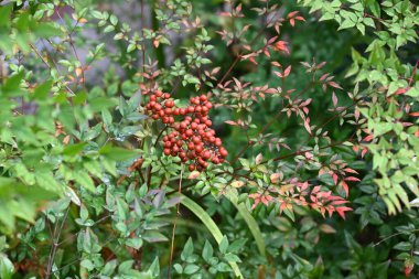 İlahi bambu (Nandina domestica) meyve ve yapraklar. Berberidaceae bitkileri. Evergreen yaprakları ve kırmızımsı meyveler kış bahçelerine sonbahardan kışın başına kadar renk katar..