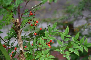 İlahi bambu (Nandina domestica) meyve ve yapraklar. Berberidaceae bitkileri. Evergreen yaprakları ve kırmızımsı meyveler kış bahçelerine sonbahardan kışın başına kadar renk katar..