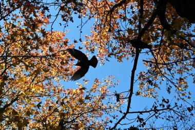 Amerikan sakızı (Liquidambar styraciflua) sonbahar yaprakları. Altingiaceae yapraklı ağacı. Yapraklar 5 ila 7 yaş arası ve sonbahar yaprakları çok güzel..