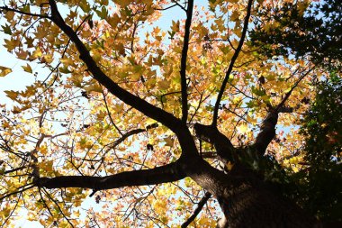 American sweetgum ( Liquidambar styraciflua ) autumn leaves. Altingiaceae deciduous tree. The leaves are 5 to 7 lobed and the autumn leaves are beautiful. clipart