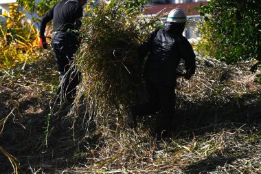 Nehir kıyısında çim biçme işi. İşçilerin işyerlerinin arkaplan materyalleri.