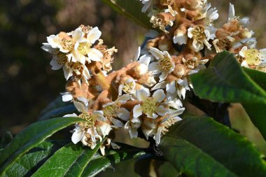 Loquat çiçekleri. Rosaceae her zaman yeşil meyve ağacı. Sonbahardan kışa kadar güzel kokulu beyaz çiçekler üretir..