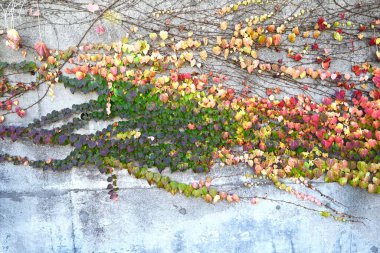 Sonbahar sarmaşık yaprakları. Doğanın yarattığı bir güzellik dünyası. Mevsimlik arkaplan materyali.
