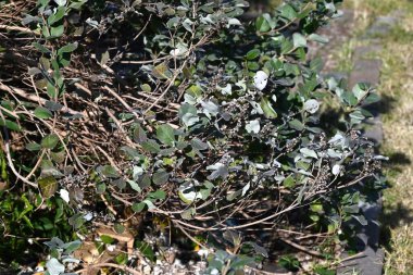 Plaj viteksi (Vitex rotundifolia) meyveler. Lamiaceae her zaman yeşil çalılık plaj bitkileri. Bu meyveler ekimde açık siyah bir renge dönüşür ve kurutulur ve bitkisel ilaçlar için kullanılır..