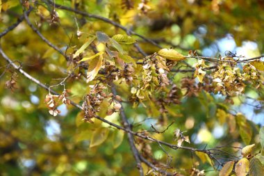 Chonowski 'nin boynuz kirişi (Carpinus tschonoskii) sarı yapraklar ve olgun meyve dikenleri. Betulaceae yapraklı ağaç. Meyve, Ekim ayı civarında olgunlaşan bir fındıktır..
