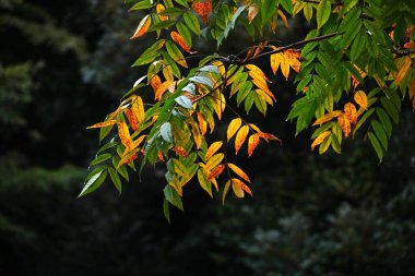 Japon balmumu ağacı sonbahar yaprakları. Bu ağaç, eski çağlardan beri Japon mumları ve kozmetik ürünleri için hammadde olarak kullanılan meyvelerinden balmumu çıkarmak için ekilmiştir..