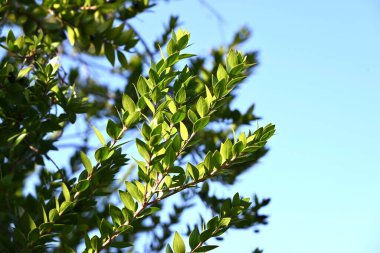 Myrtle (Myrtus Communis) ağacı. Myrtaceae ebergreen çalısı. Dallar koyun eti yemeklerine tat verir ve meyveler sonbaharın sonlarında olgunlaşır ve yenilebilir..