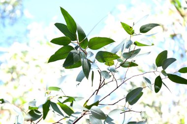  Okaliptüs ağacı. Myrtaceae her zaman yeşil ağaç, Avustralya 'ya özgüdür. Koalaların yediği bir bitki olarak bilinir ve yaprakların antibakteriyel ve yatıştırıcı özellikleri vardır..