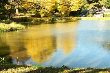  Japonya 'ya turistik gezi. 'Kanazawa-Hakkei Shomyoji Tapınağı'. Kanazawa Koğuşu, Yokohama Şehri. Tapınağın merkez göletine yansıyan kule kapısı ve ginkgo ağaçları manzarası.