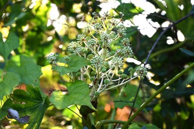  Japon aralia (Fatsia japonica) çiçekleri. Araliaceae her zaman yeşil çalı. Sonbaharın sonlarında çiçek açar. Tozlaşma için böceklere nektar sağlayan böcek tozlu bir çiçektir..